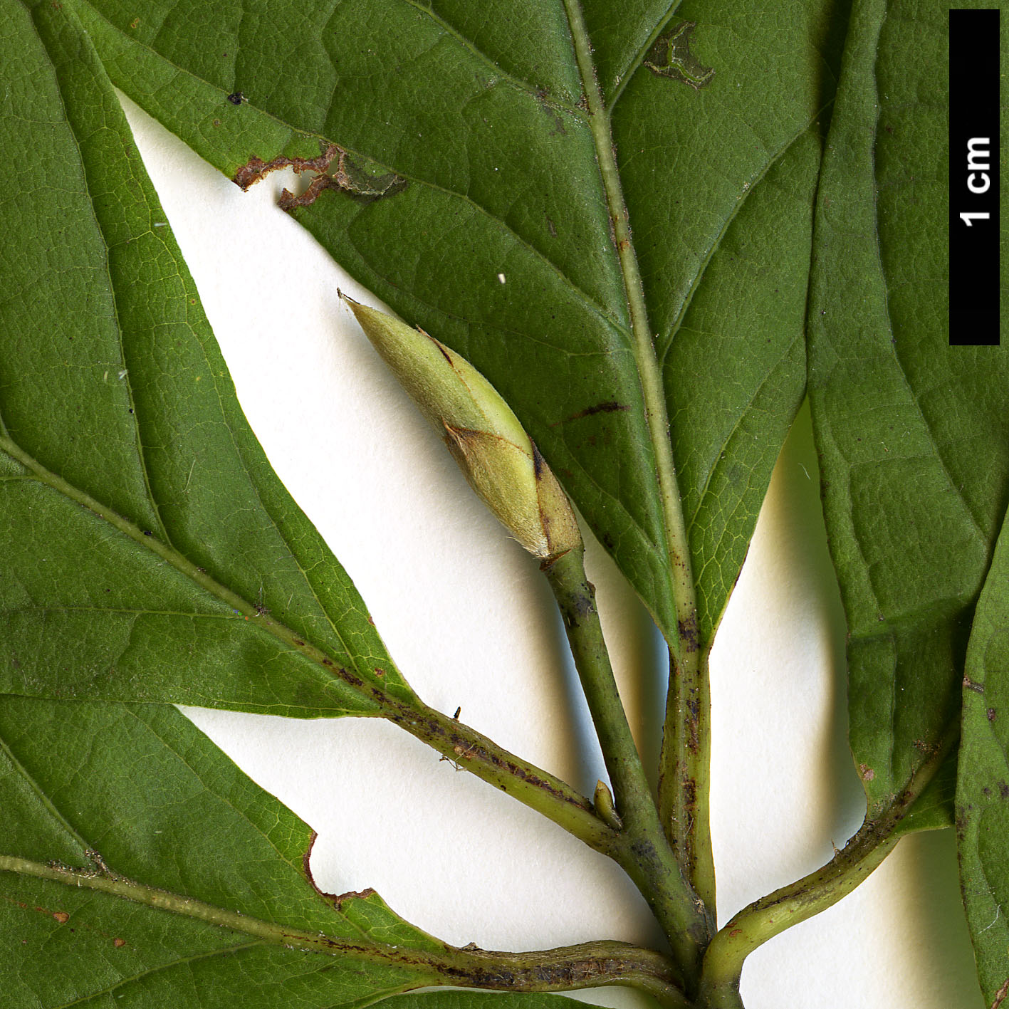 High resolution image: Family: Lauraceae - Genus: Lindera - Taxon: sericea - SpeciesSub: var. glabrata